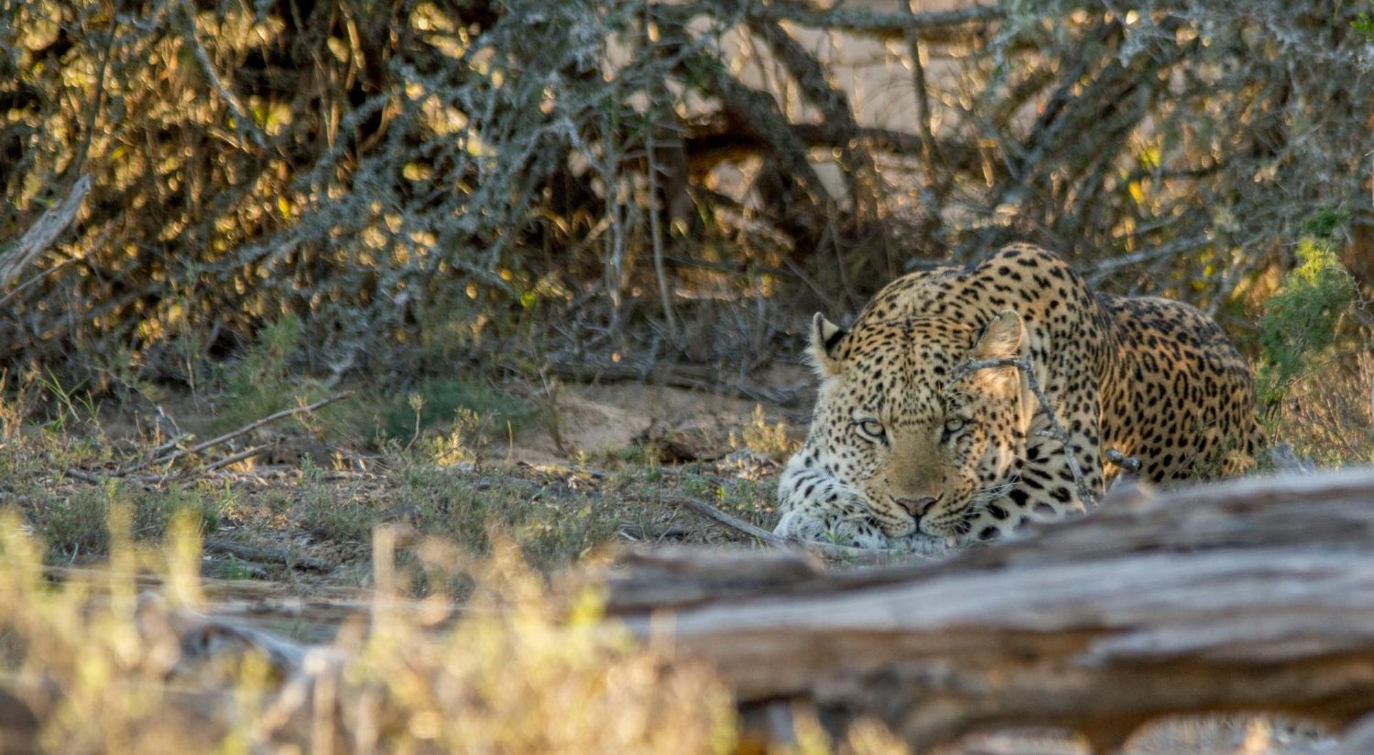 Kwandwe Private Game Reserve - Melton Manor Grahamstown Exterior foto