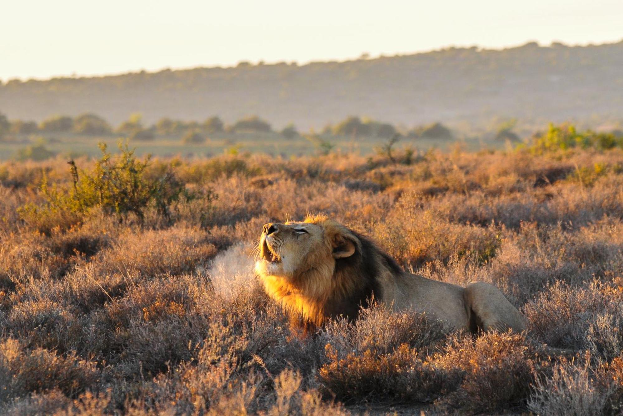 Kwandwe Private Game Reserve - Melton Manor Grahamstown Exterior foto